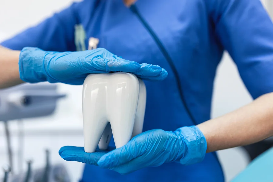 crowns-in-seneca-dental-professional-in-gloves-holding-a-large-white-tooth-model